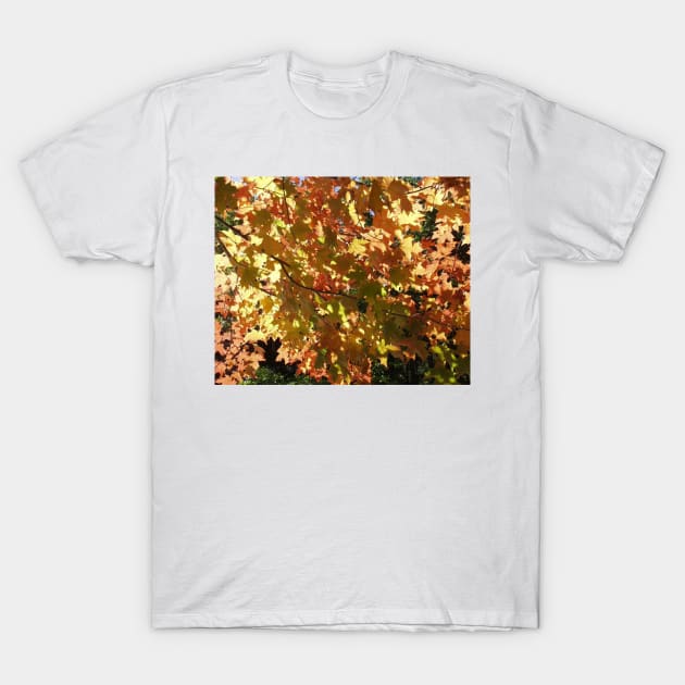 Maple Leaves in the Fall T-Shirt by rconyard